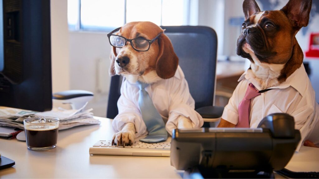 two funny dogs working in the office